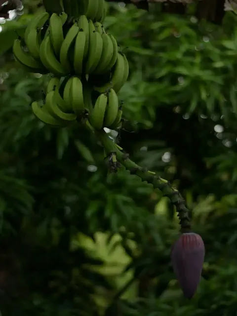 Banana Plant