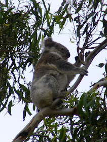 Koala in a Eucalypt tree in a paddock on the outskirts of Pittsworth, Queensland, Australia. Photographed by Susan Walter. Tour the Loire Valley with a classic car and a private guide.