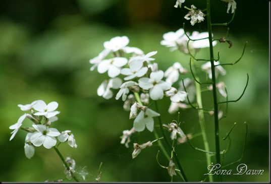 CCMP_WhitePhlox