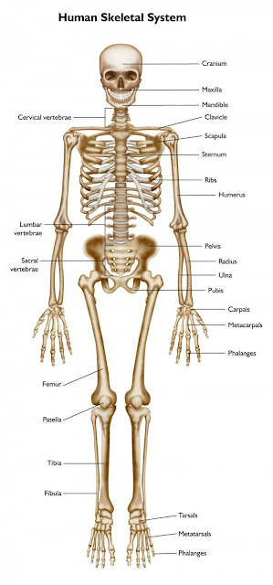 Human Skeleton Labeled