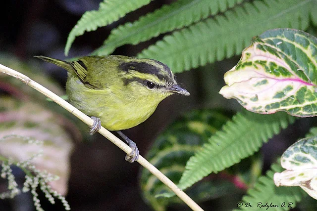 Mountain Leaf Warbler