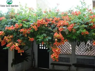 Campsis grandiflora (Chinese Trumpet Vine)