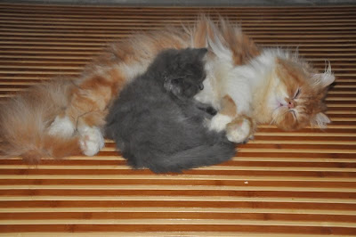 MY PASSION FOR PERSIANS: My Cats' Bathing Day (Hari 