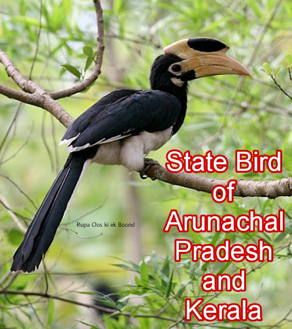 अरुणाचल प्रदेश  और केरल का राजकीय/ राज्य पक्षी || State Bird of Arunachal Pradesh and Kerala ||