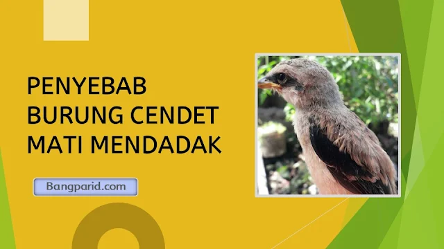 PENYEBAB BURUNG CENDET MATI MENDADAK