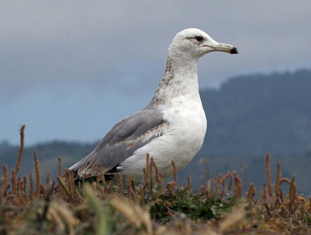 gull wallpaper,gull images;gull photo,gull picture,beautiful gull,cute gull,Pacific Gull, Larus pacificus, Belcher's Gull, Larus belcheri, Olrog's Gull, Larus atlanticus Black-tailed Gull, Larus crassirostris ,Heermann's Gull, Larus heermanni,Common Gull or Mew Gull, Larus canus,Ring-billed Gull, Larus delawarensis,California Gull, Larus californicusGreat Black-backed Gull, Larus marinus,Kelp Gull, Larus dominicanus, (called "Southern Black-backed Gull" or "Karoro" in New Zealand),Cape Gull, Larus dominicanus vetula,Glaucous-winged Gull, Larus glaucescens,Western Gull, Larus occidentalis,Yellow-footed Gull, Larus livens,Glaucous Gull, Larus hyperboreus,Iceland Gull, Larus glaucoides,Kumlien's Gull, Larus glaucoides kumlieni Thayer's Gull, Larus thayeri,European Herring Gull, Larus argentatus,Heuglin's Gull, Larus heuglini,American Herring Gull,Larus smithsonianus,Yellow-legged Gull,Larus michahellis,Caspian Gull, Larus cachinnans,East Siberian Herring Gull, Larus vegae,Armenian Gull,Larus armenicus,Slaty-backed Gull,Larus schistisagus,Lesser Black-backed Gull,Larus fuscus,White-eyed Gull,Ichthyaetus leucophthalmus,Sooty Gull,Ichthyaetus hemprichii,Great Black-headed Gull,Ichthyaetus ichthyaetus,Audouin's Gull, Ichthyaetus audouinii,Mediterranean Gull, Ichthyaetus melanocephalus,Relict Gull, Ichthyaetus relictus,Dolphin Gull, Leucophaeus scoresbii,Laughing Gull, Leucophaeus atricilla,Franklin's Gull, Leucophaeus pipixcan,Lava Gull, Leucophaeus fuliginosus,Gray Gull, Leucophaeus modestus,Silver Gull, Chroicocephalus novaehollandiae,Red-billed Gull, Chroicocephalus scopulinus,Hartlaub's Gull, Chroicocephalus hartlaubii,  Brown-hooded Gull, Chroicocephalus maculipennis,Gray-hooded Gull, Chroicocephalus cirrocephalus,Andean Gull, Chroicocephalus serranus,Black-billed Gull, Chroicocephalus bulleri,Brown-headed Gull, Chroicocephalus brunnicephalus,Black-headed Gull, Chroicocephalus ridibundus,Slender-billed Gull, Chroicocephalus genei,Bonaparte's Gull, Chroicocephalus philadelphia,