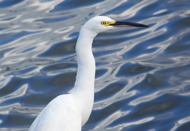 Blog_SnowyEgret_Closeup