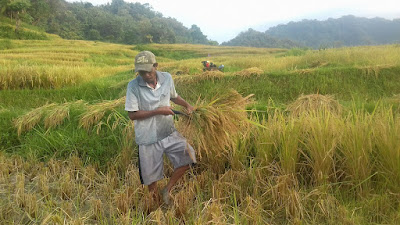 Petani Dusun Kuduk-kuduk Panen Padi di Bulan Puasa Dengan Hasil Memuaskan