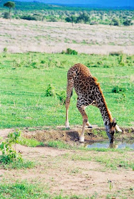 Giraffe drinking water