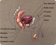 Penile Nerves Capacity