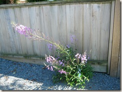 Purple Sidewalk Flower