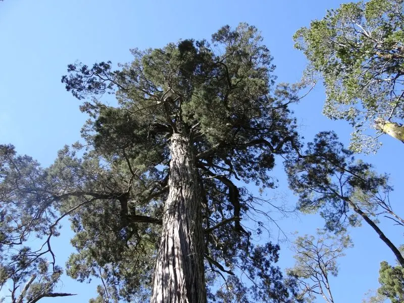 Alerce de 1.600 años, Monumento Natural Lahuen Ñadi