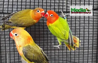 harga lovebird biola euwing, harga lovebird biola 2018, macam macam lovebird dan harganya, jenis lovebird termahal, harga lovebird parblue, jenis lovebird di indonesia, harga lovebird biola biru 2017, harga lovebird batman, lovebird blorok termahal, lovebird biola blue, lovebird biola lutino, lovebird biola isabella, cara mencetak lovebird biola, jenis lovebird biru, jenis lovebird fischeri, jenis lovebird biola, jenis lovebird paling bagus, jenis lovebird import, jenis lovebird pastel