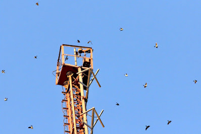 "swallows sp, flock flying above radio tower."