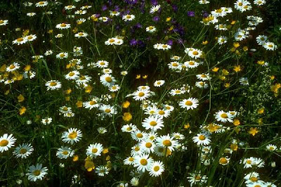 Beautiful Flower Garden Image