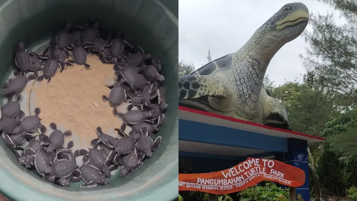 Konservasi penakaran penyu di Pantai Cibuaya