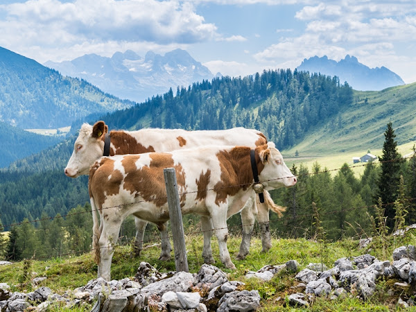 Wandern auf der Postalm - Pitschenbergalmhütte und Labenbergalm