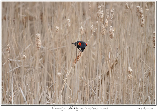 Cambridge: Nibbling on the last season's seeds