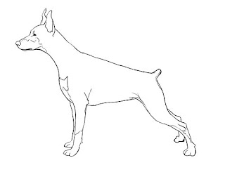 How to draw a Realistic Dog - step 4