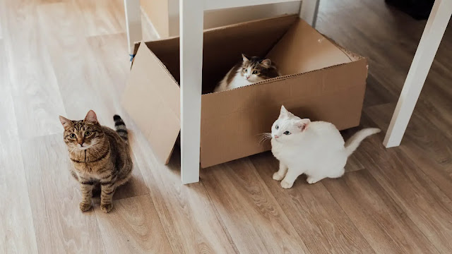 cats and cardboard