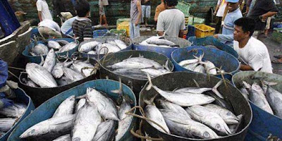 Ambon, Malukupost.com - Harga ikan cakalang segar maupun ikan sembung jenis momar dan kawalinya yang ditawarkan para pedagang di lokasi pasar Arumbai kawasan pasar Mardika Kota Ambon kini mulai bergerak turun. Hasil pantauan di pasar Arumbai pasar Mardika, Sabtu (9/6), para pedagang ikan segar jenis cakalang mulai mematok harga Rp25.000 hingga Rp30.000/ekor atau turun dari sebelumnya Rp55.000/ekor tergantung ukuran, bahkan ada pedagang yang berani menurunkan harga menjadi Rp20.000/ekor.