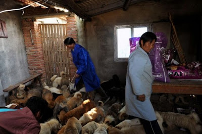 Chinese Woman Adopts 1500 Dogs, 200 Cats Seen On  www.coolpicturegallery.us