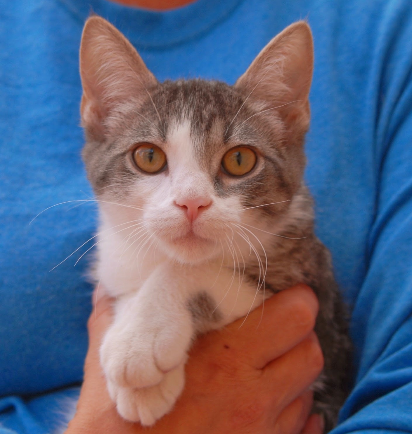 The Acrobatic Kittens  are debuting for adoption  