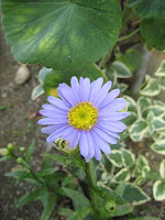 Aster koraiensis (= Miyamayomena koraiensis)