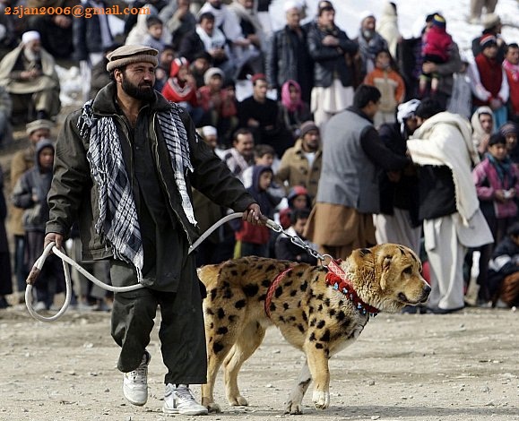 Fighting dogs in Pakistan 9