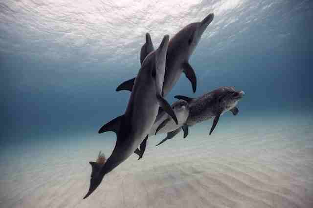 A beleza da vida marinha nas fotos de Jorge Cervera Hauser 