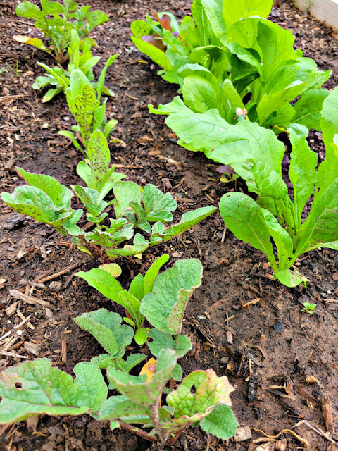 Spring greens growing in a raised bed.