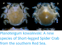 https://sciencythoughts.blogspot.com/2019/10/planotergum-kowalevski-new-species-of.html