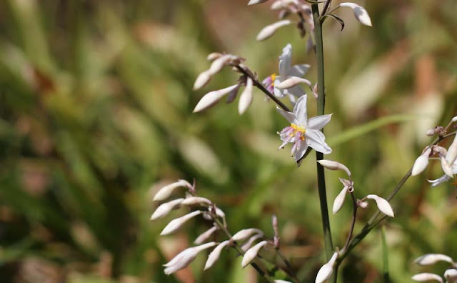 Arthropodium Cirratum Flowers Pictures