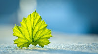 abstract leaf