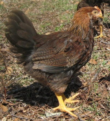 Welsummer cockerel