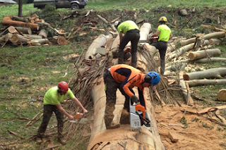 tree and stump removal Melbourne