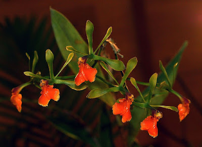 Epidendrum pseudepidendrum care and culture