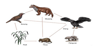 Rantai Makanan dan Jaring-Jaring Makanan (Materi Lengkap)