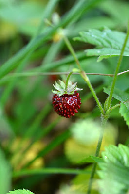 Walderdbeeren im Wald.