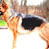 German Shepherd - German Shepherd Dog Breed
