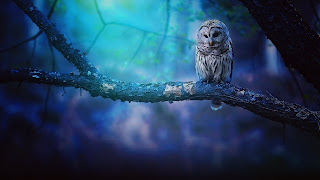 Owl Brid beutifu wallpaper HD quality status instagram facebook Free download