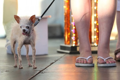 2011 World’s Ugliest Dog Competition pictures