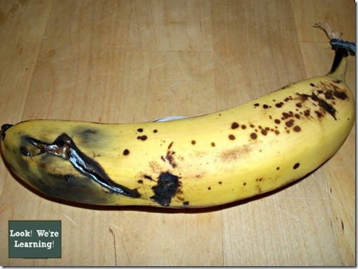 Investigating Decomposition #science #Homeschool #education