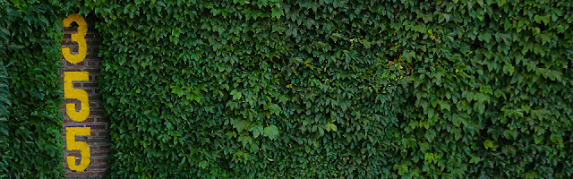 The Wrigley Field ivy around the 355 ft marker on the left field wall.