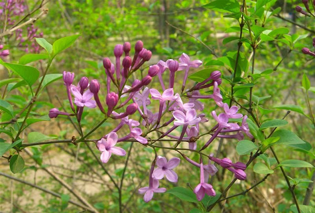 Lilac Flowers Pictures