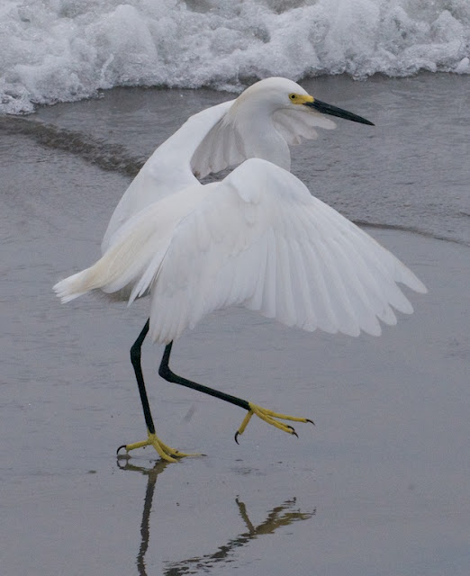 Snowy Egret (Egretta thula)