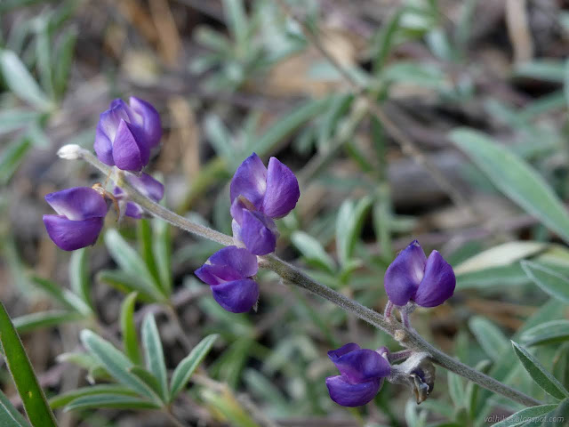 128: purple peas