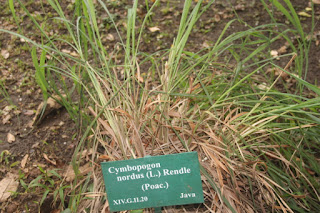 Gambar atau Foto Serai Wangi (Cymbopogon nardus (L.) Rendle)