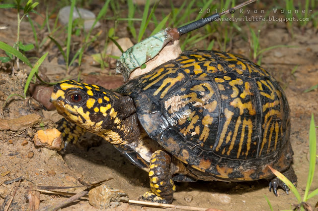 Box turtle Ohio