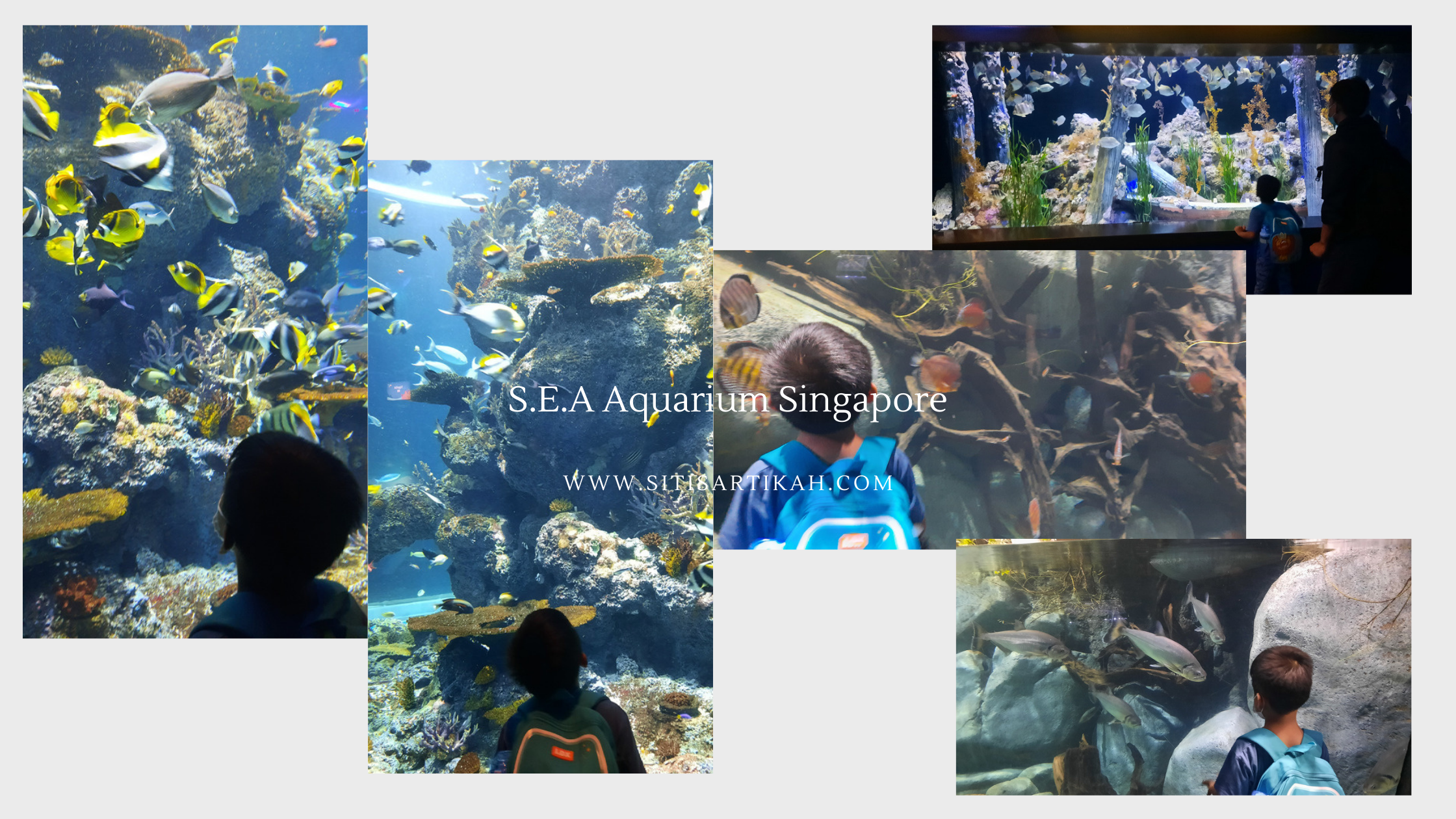 aquarium sea aquarium singapore